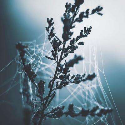 梦幻仙语仙兽版变态版下载